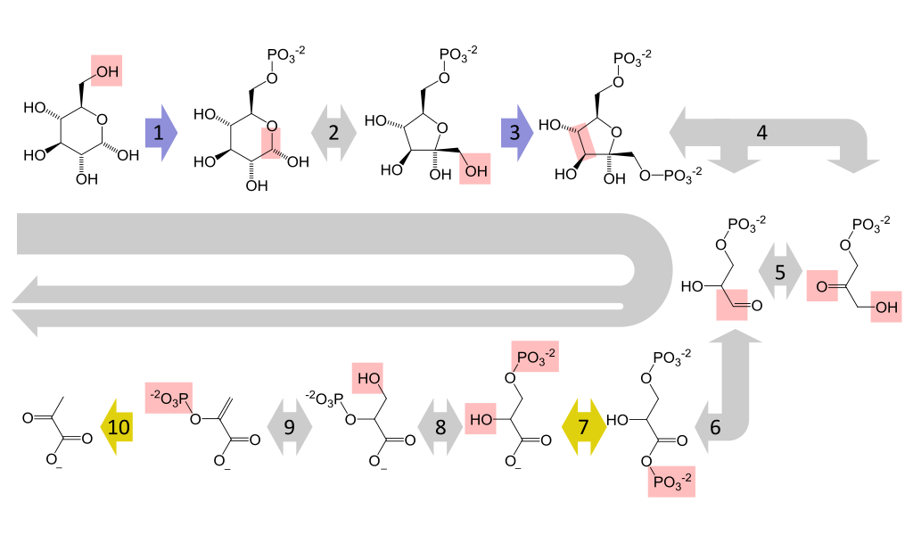 metabolisme